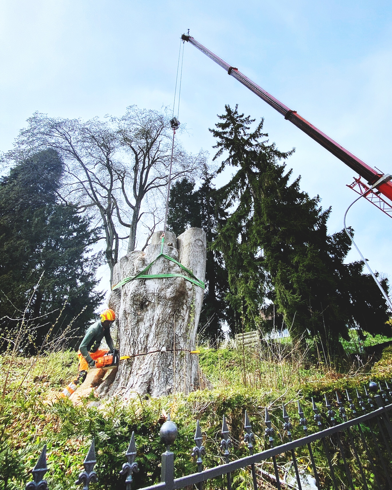 brinergarten Mitarbeiter begutachtet den Baumstumpf der zuvor gefällten Rotbuche