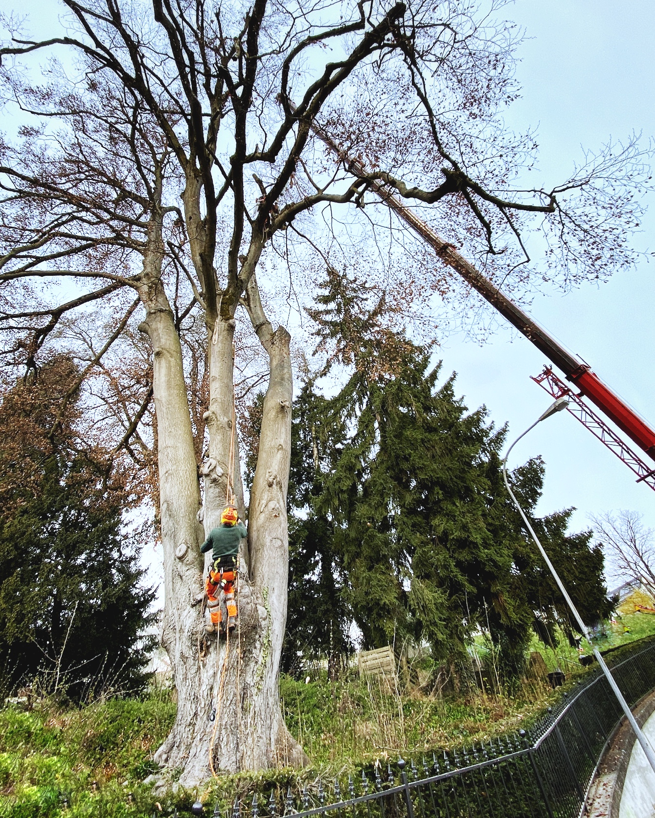 brinergarten Mitarbeiter klettert auf Baum der gefällt wird